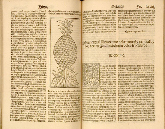 A woodcut illustration of a pineapple plant