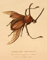 Plate 15, Asserrador Hewitsoni, believed to be the first
                                illustration of that beetle